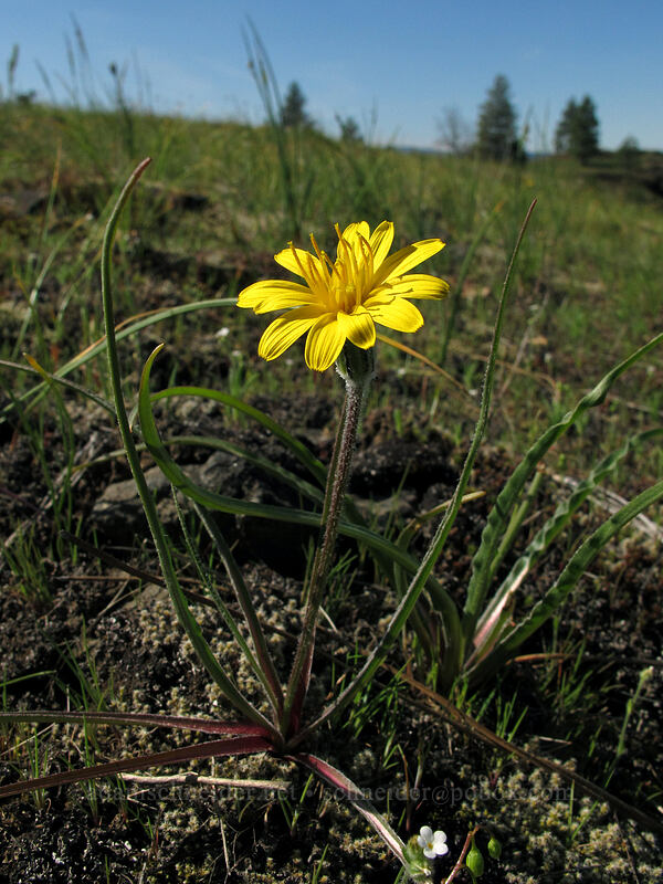 sagebrush false dandelion (Nothocalais troximoides (Microseris troximoides)) [Catherine Creek, Klickitat County, Washington]