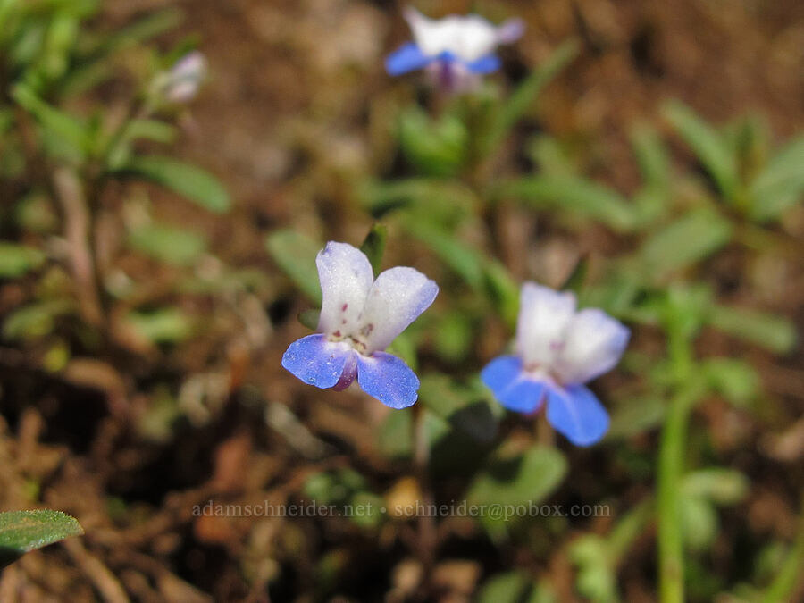 small-flowered blue-eyed-Mary (Collinsia parviflora) [Munra Point Trail, Columbia River Gorge, Multnomah County, Oregon]