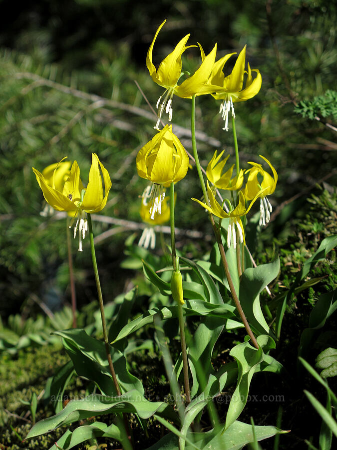 glacier lilies (Erythronium grandiflorum) [Munra Point Trail, Columbia River Gorge, Multnomah County, Oregon]