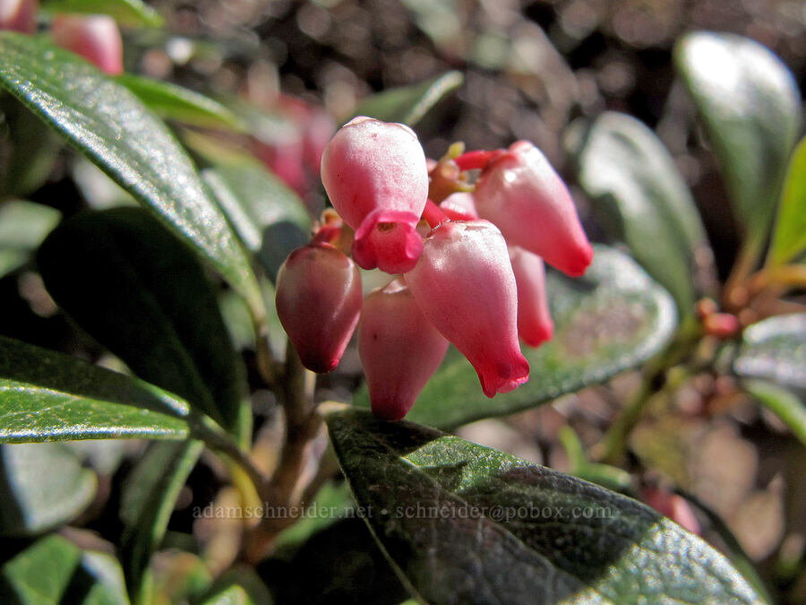 kinnikinnick flowers (Arctostaphylos uva-ursi) [Munra Point Trail, Columbia River Gorge, Multnomah County, Oregon]