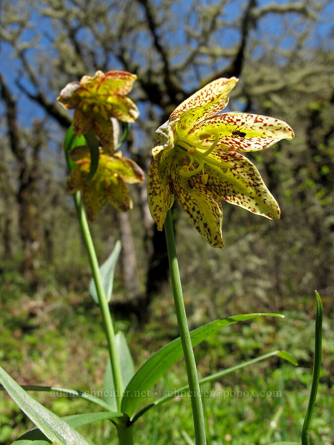 chocolate lily (Fritillaria affinis) [Munra Point Trail, Columbia River Gorge, Multnomah County, Oregon]