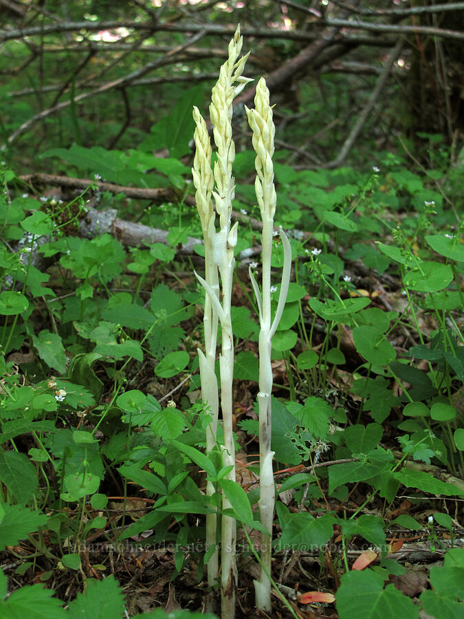 phantom orchids (Cephalanthera austiniae (Eburophyton austiniae)) [Cook Hill, Gifford Pinchot National Forest, Skamania County, Washington]