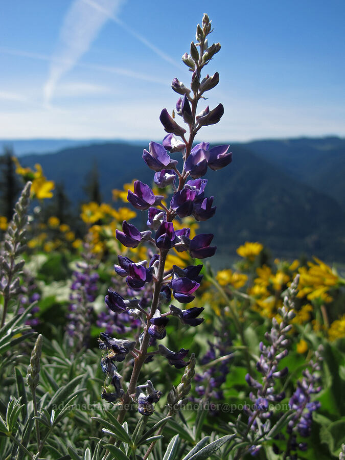 spurred lupine & balsamroot (Lupinus arbustus, Balsamorhiza sp.) [Cook Hill, Gifford Pinchot National Forest, Skamania County, Washington]