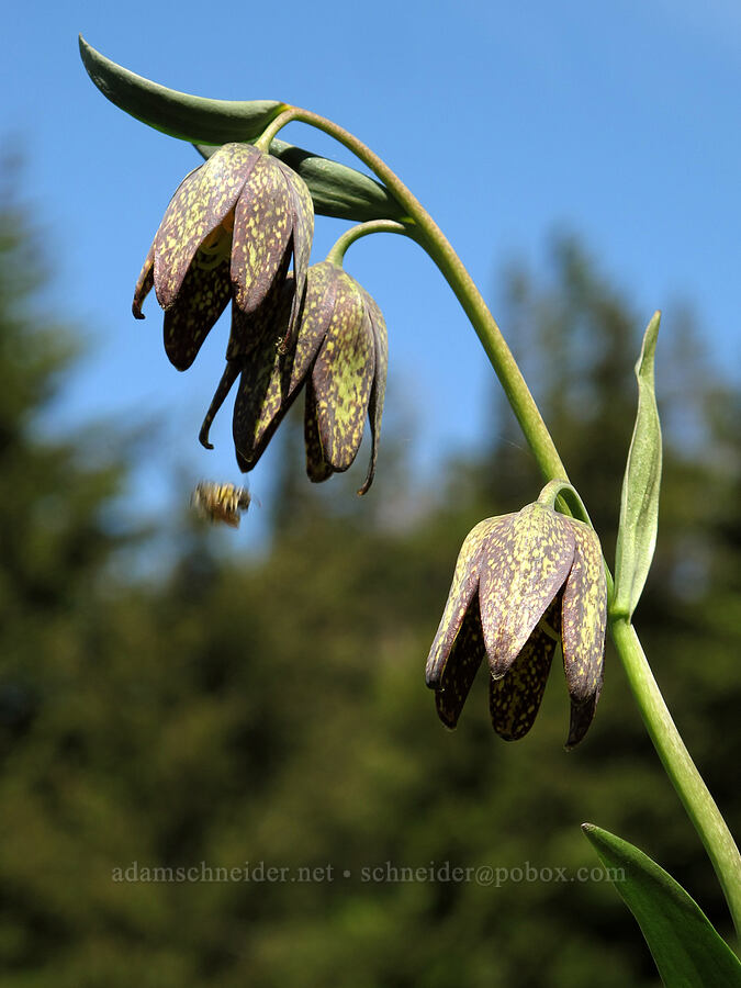 chocolate lily (Fritillaria affinis) [Cook Hill, Skamania County, Washington]