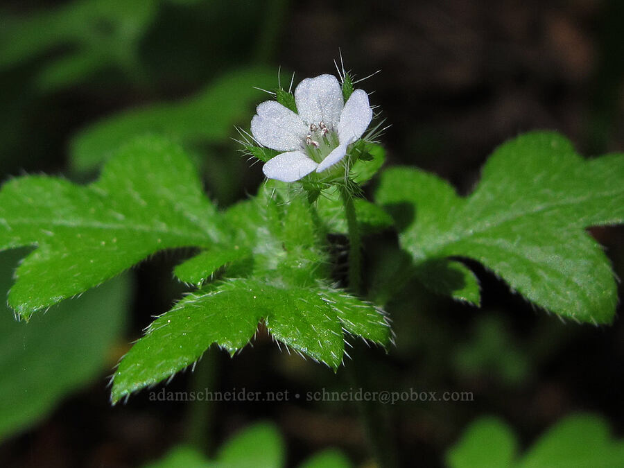 small-flowered nemophila (Nemophila parviflora var. parviflora) [Cook Hill, Skamania County, Washington]