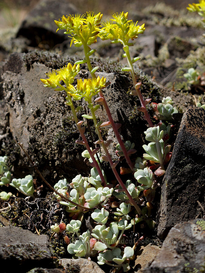 broad-leaf stonecrop (Sedum spathulifolium) [Cook Hill, Gifford Pinchot National Forest, Skamania County, Washington]