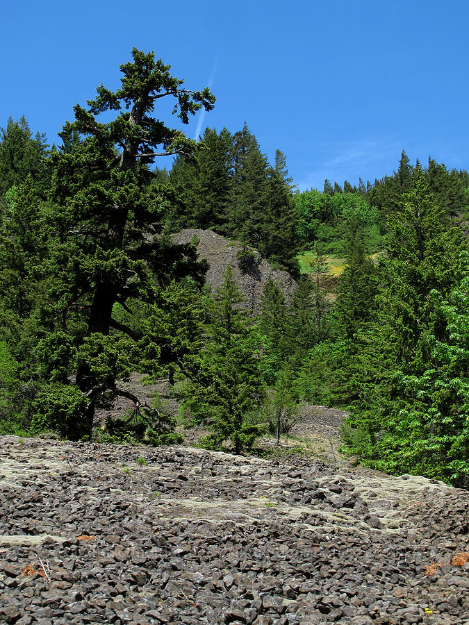 talus [Cook Hill, Gifford Pinchot National Forest, Skamania County, Washington]