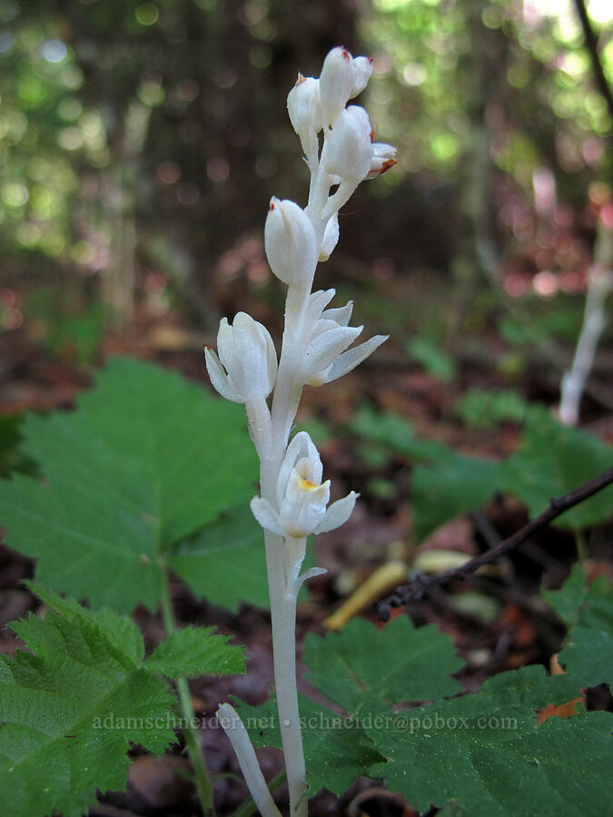 phantom orchid (Cephalanthera austiniae (Eburophyton austiniae)) [Cook Hill, Gifford Pinchot National Forest, Skamania County, Washington]