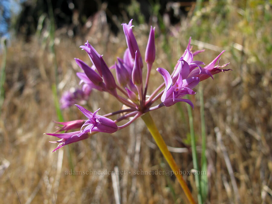 taper-tip onion (Allium acuminatum) [Cook Hill, Gifford Pinchot National Forest, Skamania County, Washington]