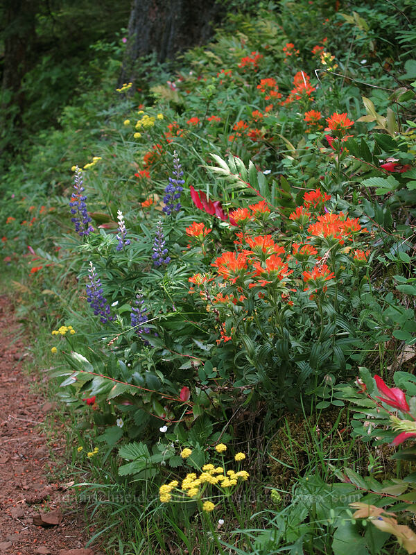 wildflowers (Castilleja hispida, Lupinus sp., Lomatium triternatum) [Augspurger Trail, Gifford Pinchot National Forest, Skamania County, Washington]