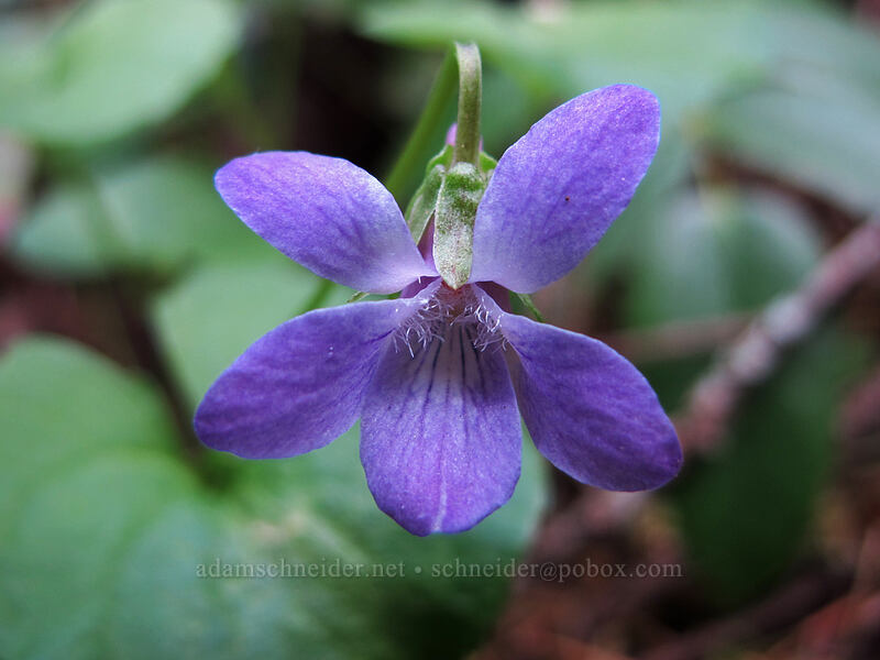 early blue violet (Viola adunca) [Augspurger Trail, Gifford Pinchot National Forest, Skamania County, Washington]