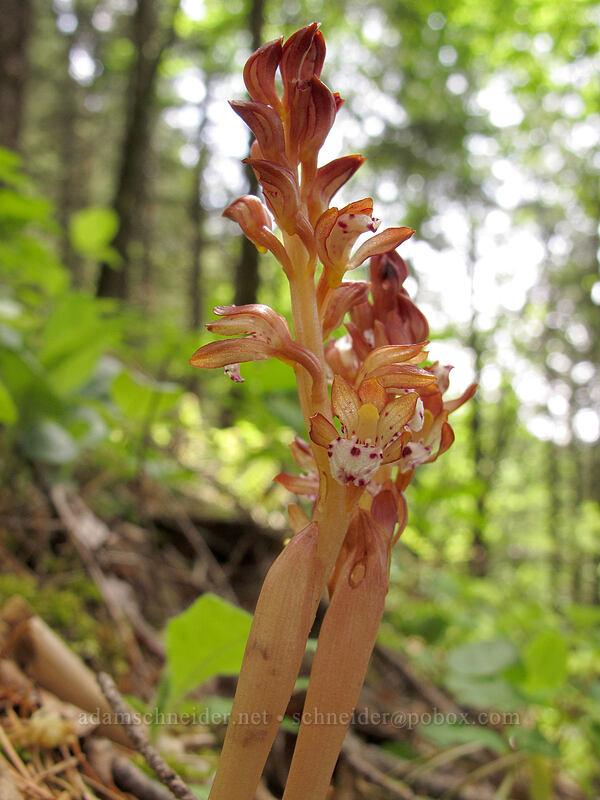 spotted coral-root orchid (Corallorhiza maculata) [Augspurger Trail, Gifford Pinchot National Forest, Skamania County, Washington]