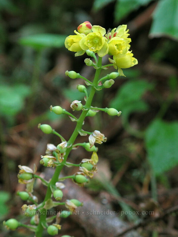 Oregon-grape (Mahonia nervosa (Berberis nervosa)) [Augspurger Trail, Gifford Pinchot National Forest, Skamania County, Washington]