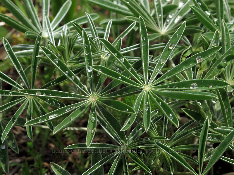 water drops on lupine leaves (Lupinus sp.) [Dog Mountain Trail, Gifford Pinchot National Forest, Skamania County, Washington]