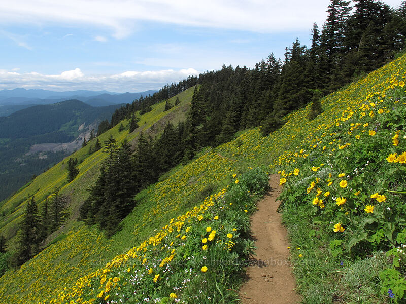 trail through balsamroot (Balsamorhiza sp.) [Dog Mountain Trail, Gifford Pinchot National Forest, Skamania County, Washington]
