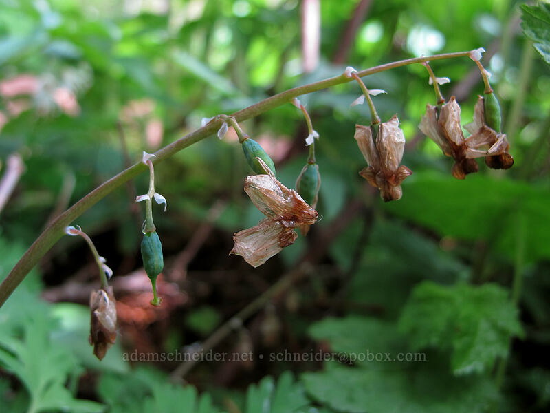 Dutchman's breeches, gone to seed (Dicentra cucullaria var. occidentalis) [Dog Mountain summit, Gifford Pinchot National Forest, Skamania County, Washington]