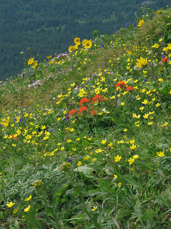 wildflowers (Balsamorhiza sp., Castilleja hispida, Ranunculus occidentalis, Delphinium nuttallianum) [Dog Mountain Trail, Gifford Pinchot National Forest, Skamania County, Washington]