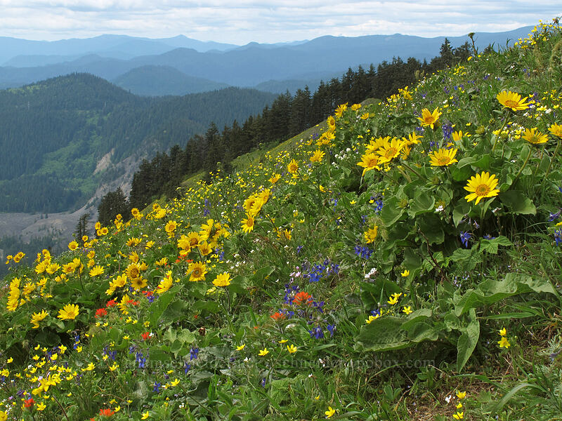 wildflowers (Balsamorhiza sp., Castilleja hispida, Ranunculus occidentalis, Delphinium nuttallianum) [Dog Mountain Trail, Gifford Pinchot National Forest, Skamania County, Washington]