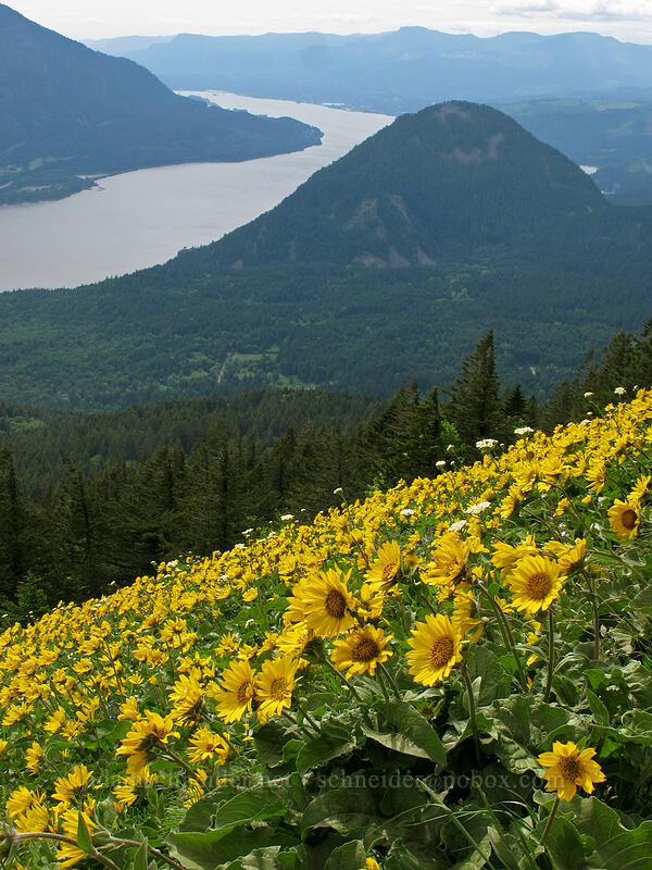 balsamroot & Wind Mountain (Balsamorhiza sp.) [Dog Mountain Trail, Gifford Pinchot National Forest, Skamania County, Washington]