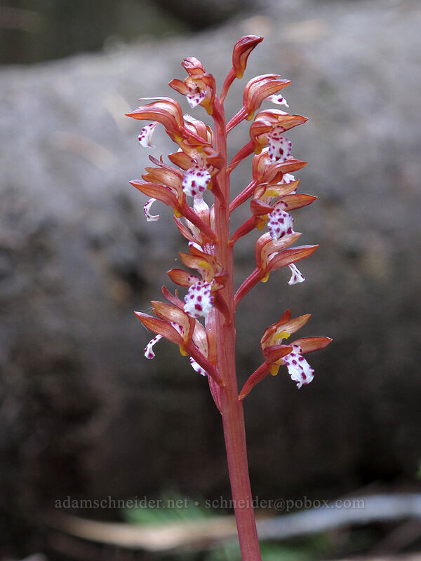 spotted coral-root orchid (Corallorhiza maculata) [Dog Mountain Trail, Gifford Pinchot National Forest, Skamania County, Washington]