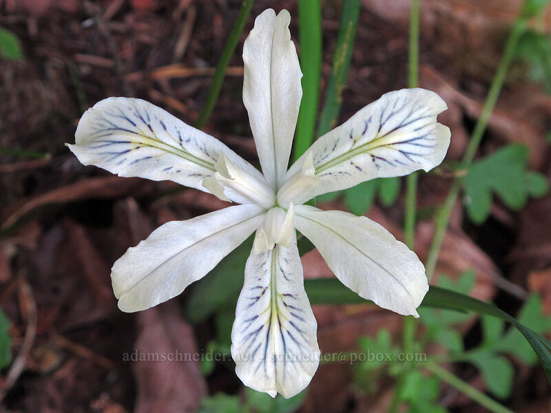 yellow-leaf iris (Iris chrysophylla) [Fall Creek Falls Trail, Umpqua National Forest, Douglas County, Oregon]