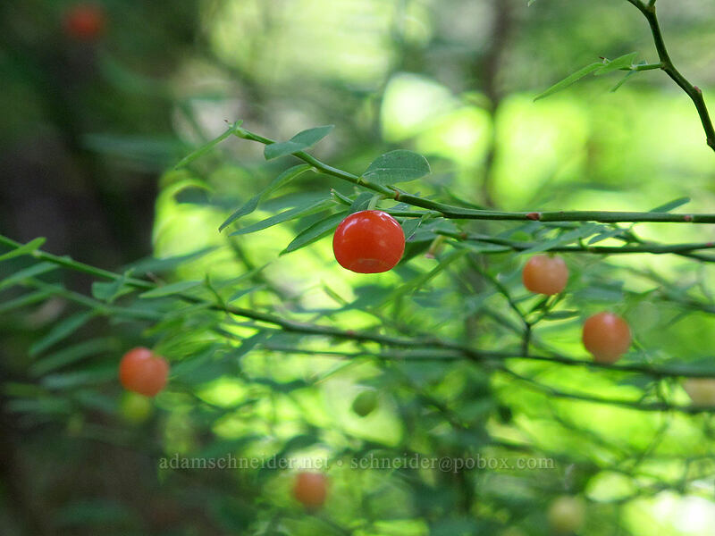 red huckleberries (Vaccinium parvifolium) [Susan Creek Falls Trailhead, BLM Roseburg District, Douglas County, Oregon]