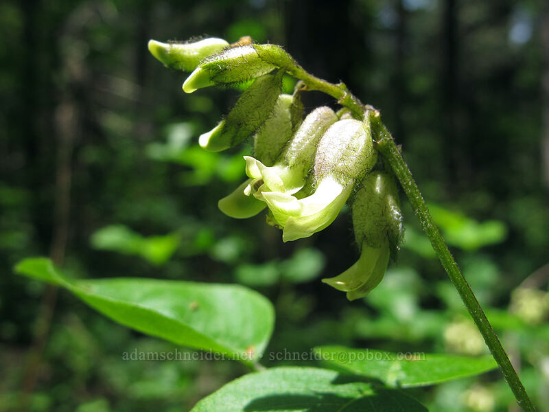 forest scurf-pea (California tea) (Rupertia physodes (Psoralea physodes)) [Susan Creek Falls Trail, BLM Roseburg District, Douglas County, Oregon]