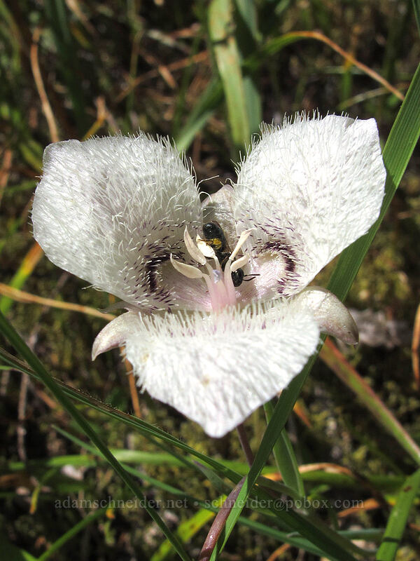 Tolmie's mariposa lily (Calochortus tolmiei) [above Susan Creek Falls, BLM Roseburg District, Douglas County, Oregon]