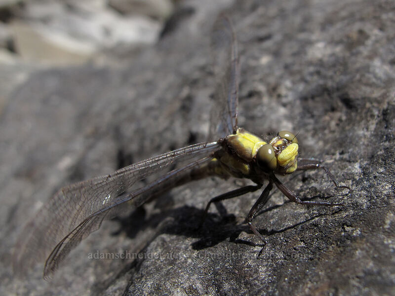 grappletail dragonfly (Octogomphus specularis) [The Narrows, Idleyld Park, Douglas County, Oregon]