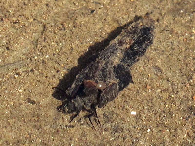caddisfly larva [The Narrows, Idleyld Park, Douglas County, Oregon]