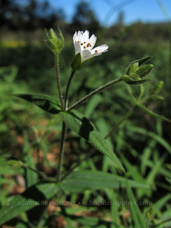 sticky starwort (Pseudostellaria jamesiana (Arenaria jamesiana)) [Dry Lakes Flat, Fremont-Winema National Forest, Klamath County, Oregon]