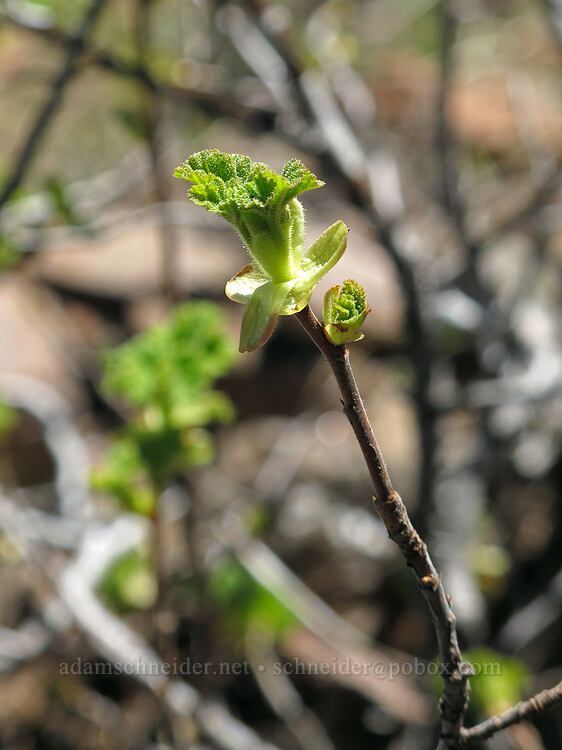 currant shoots (Ribes sp.) [Garfield Peak Trail, Crater Lake National Park, Klamath County, Oregon]