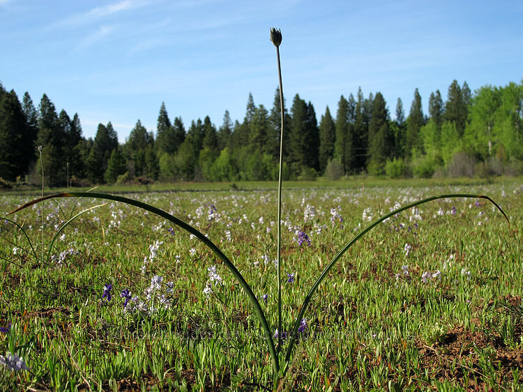 cluster-lily, budding (Triteleia sp.) [Crystal Springs DUA, Fremont-Winema National Forest, Klamath County, Oregon]