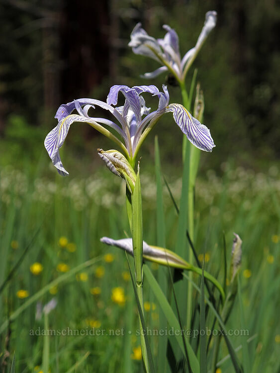 western blue flag iris (Iris missouriensis) [Long Prairie Creek, Klamath County, Oregon]