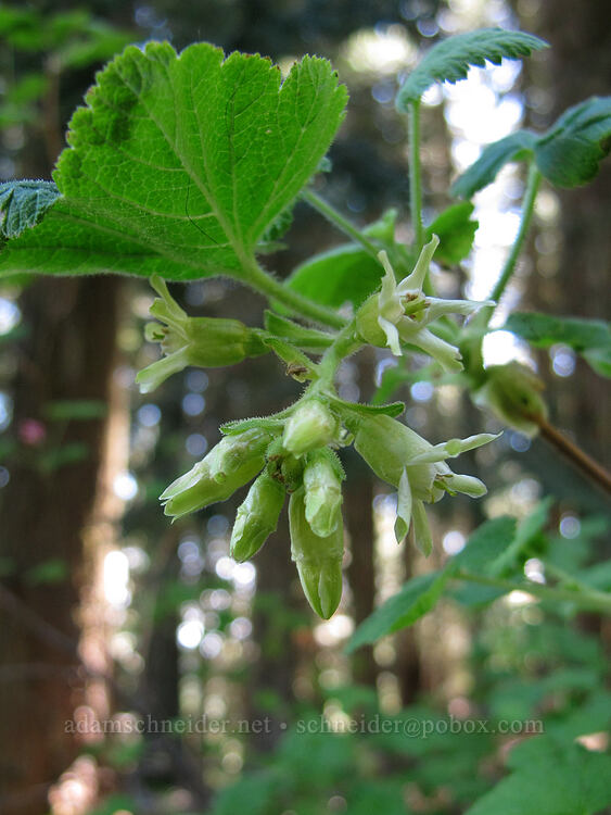 sticky currant (Ribes viscosissimum) [Pacific Crest Trail, Cascade-Siskiyou National Monument, Jackson County, Oregon]
