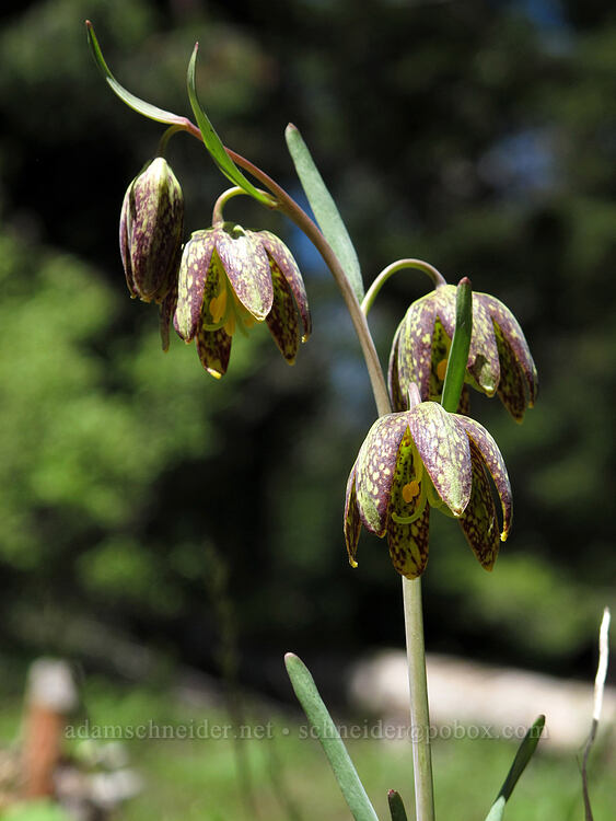 checker lilies (Fritillaria affinis) [Pacific Crest Trail, Cascade-Siskiyou National Monument, Jackson County, Oregon]