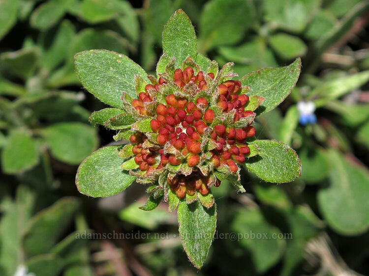 sulphur-flower buckwheat (Eriogonum umbellatum) [Hobart Bluff Trail, Cascade-Siskiyou National Monument, Jackson County, Oregon]