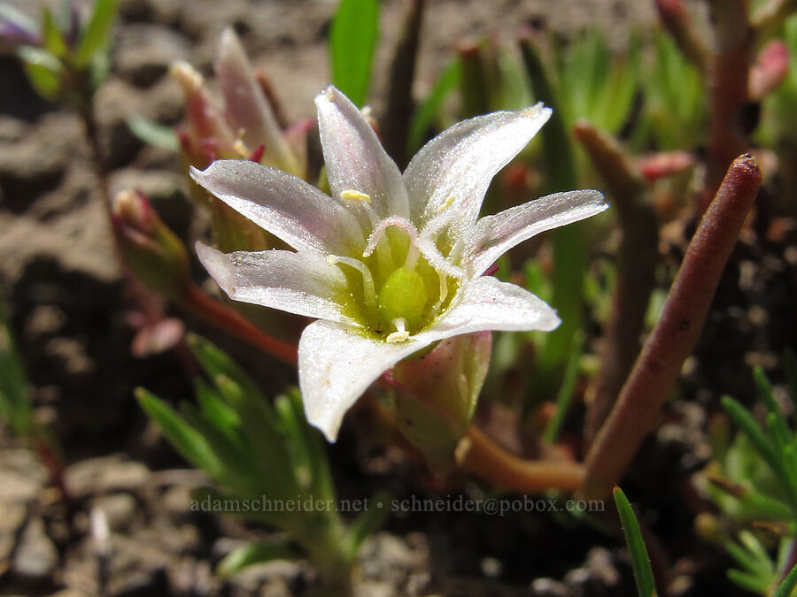 three-leaf lewisia (Lewisia triphylla) [Hobart Bluff Trail, Jackson County, Oregon]