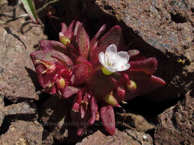 Brandegee's spring-beauty (Claytonia saxosa) [west of the PCT, Soda Mountain Wilderness, Jackson County, Oregon]