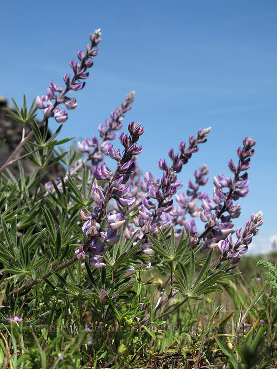 lupines (Lupinus sp.) [west of the PCT, Soda Mountain Wilderness, Jackson County, Oregon]
