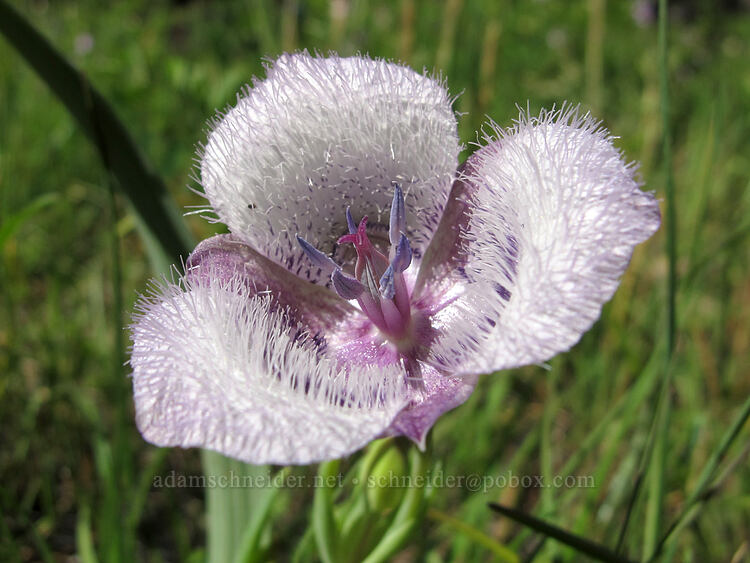 Tolmie's mariposa lily (Calochortus tolmiei) [Old Hyatt Prairie Road, Jackson County, Oregon]
