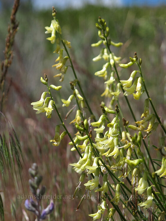 thread-stalk milk-vetch (basalt milkvetch) (Astragalus filipes) [Modoc Rim, Klamath County, Oregon]