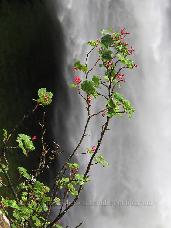 red-flowered currant & Salt Creek Falls (Ribes sanguineum) [Salt Creek Falls, Willamette National Forest, Lane County, Oregon]