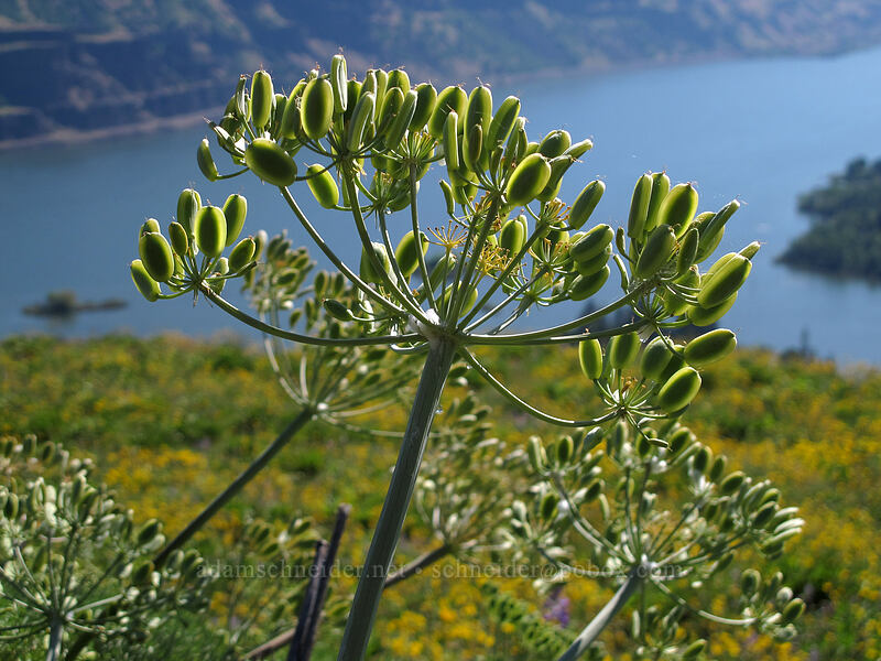 Columbia desert parsley seeds (Lomatium columbianum) [Tom McCall Point Trail, Wasco County, Oregon]