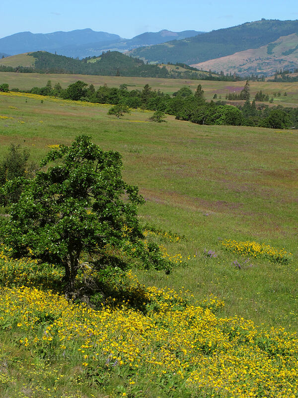 fields of balsamroot & winter vetch (Balsamorhiza sp., Vicia villosa) [Tom McCall Point Trail, Wasco County, Oregon]