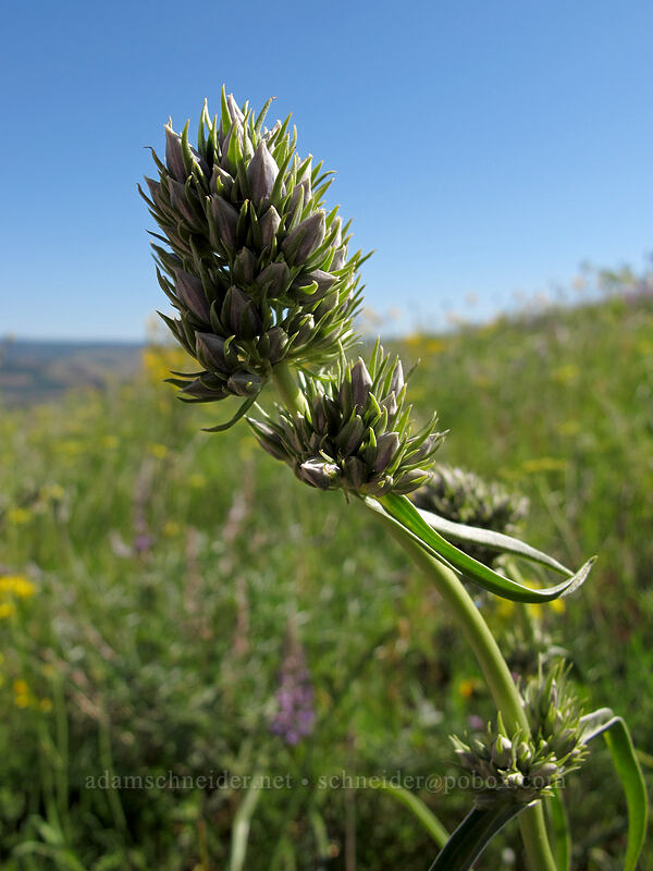 white-stem frasera, budding (Frasera albicaulis var. columbiana (Swertia columbiana)) [Tom McCall Point Trail, Wasco County, Oregon]