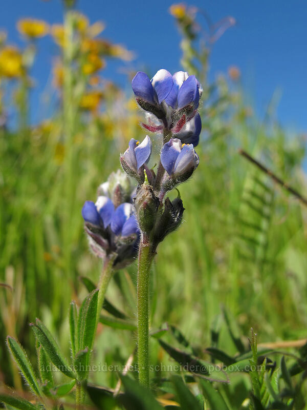 small lupine (Lupinus sp.) [Tom McCall Point Trail, Wasco County, Oregon]