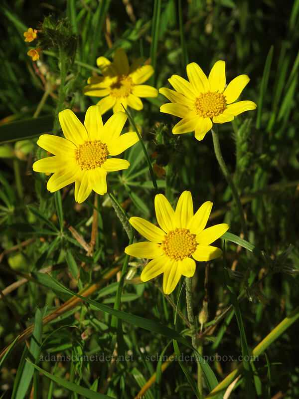 Oregon sunshine (Eriophyllum lanatum) [Tom McCall Point Trail, Wasco County, Oregon]