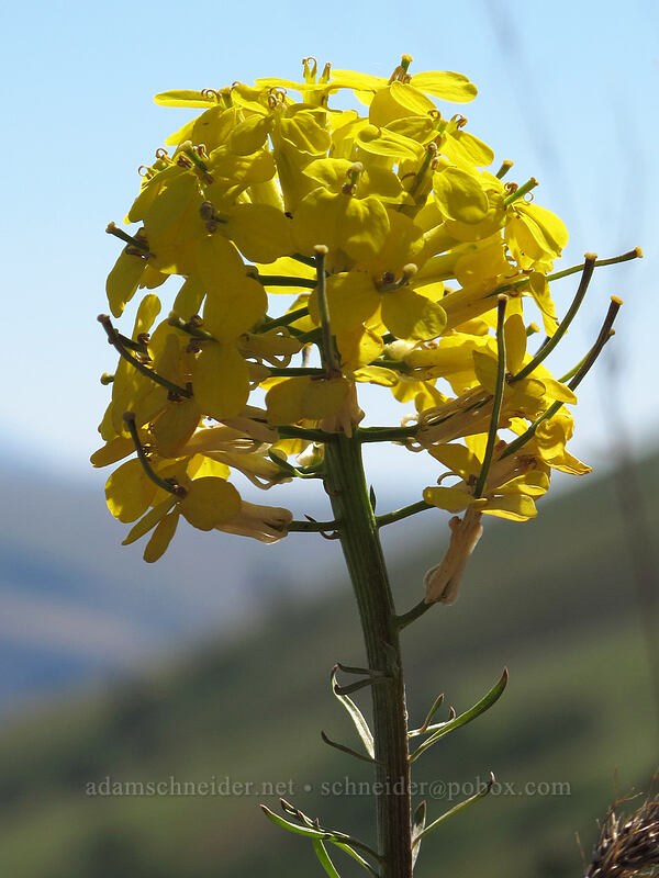 wallflower (Erysimum capitatum) [Tom McCall Point Trail, Wasco County, Oregon]