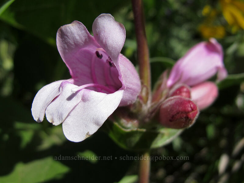 sticky-stem penstemon (Penstemon glandulosus var. chelanensis) [Tom McCall Point Trail, Wasco County, Oregon]
